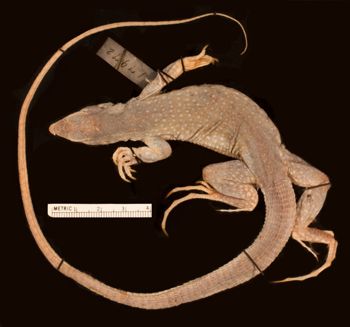 Media type: image;   Herpetology R-17972